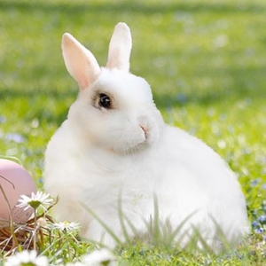 Osterangebot Ferienwohnung Buchenhof in Krün Last-Minute Osterangebot Ferienwohnung Krün